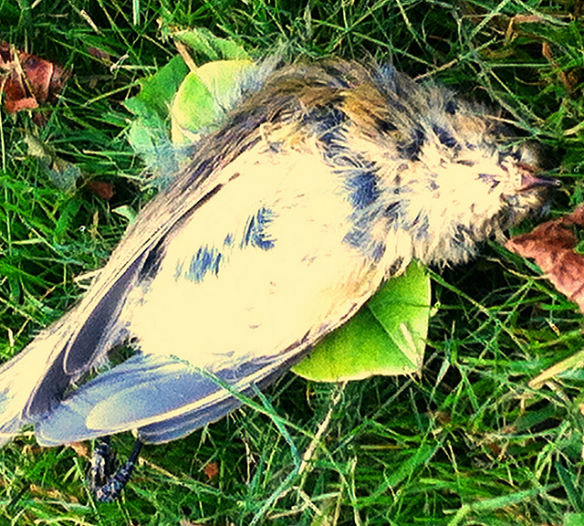 Død fugl